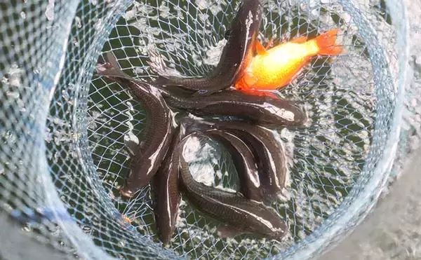 室内釣り堀で鯉＆金魚キャッチ　楽しみながら釣りのスキルアップにも？