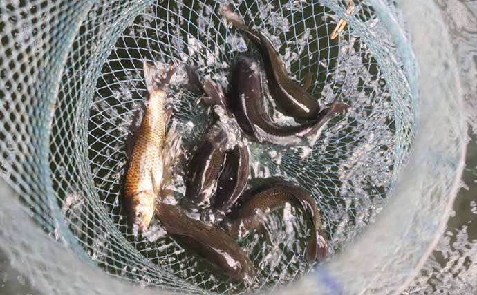 室内釣り堀で鯉＆金魚キャッチ　楽しみながら釣りのスキルアップにも？