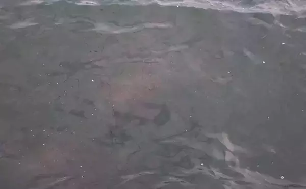 「清水港フカセ釣りでメジナ複数手中　エサ取りのアイゴ対策が最重要課題」の画像