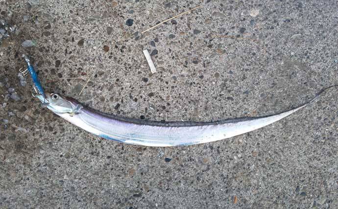 陸っぱりタチウオゲームで75cm頭に複数キャッチ　スローワインドにヒット