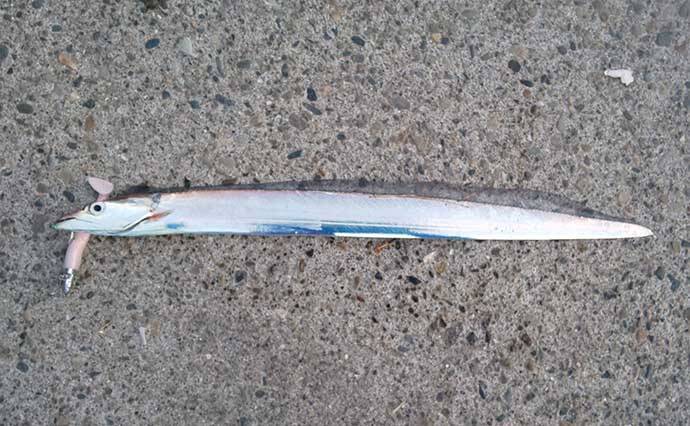 陸っぱりタチウオゲームで75cm頭に複数キャッチ　スローワインドにヒット