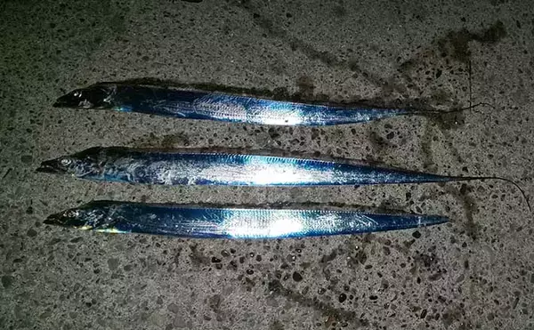 陸っぱりタチウオゲームで75cm頭に複数キャッチ　スローワインドにヒット