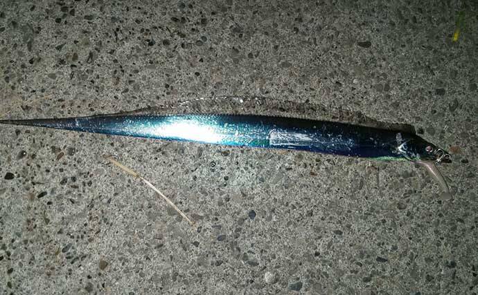 陸っぱりタチウオゲームで75cm頭に複数キャッチ　スローワインドにヒット