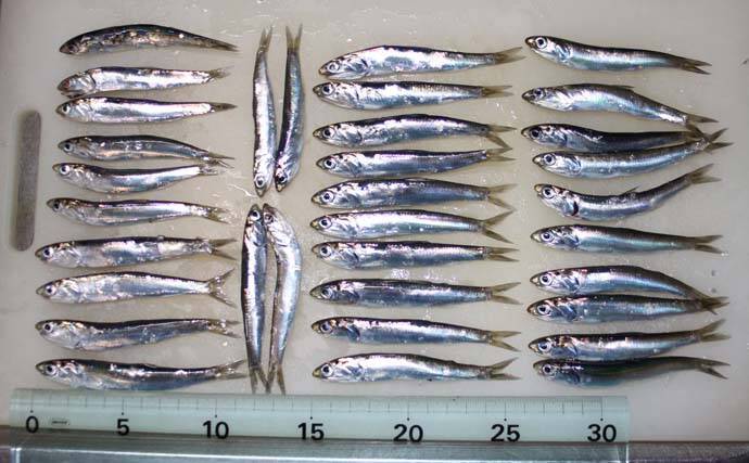 千葉港のサビキ釣りでイワシ34尾 夕マヅメに回遊スタートで入れ食い 21年12月6日 エキサイトニュース 2 2