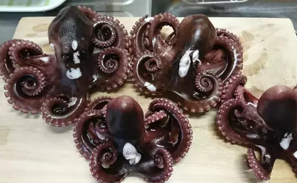 「フランスでタコが記録的豊漁　あまり喜ばれていないワケとは？」の画像