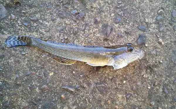 「今さら聞けないシーバスゲームのキホン　代表的な「ベイト（エサ）」4選」の画像