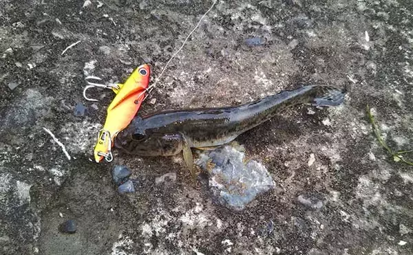 「今さら聞けないシーバスゲームのキホン　代表的な「ベイト（エサ）」4選」の画像