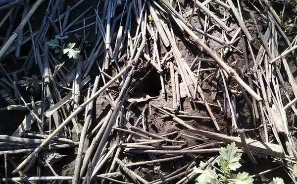 「今さら聞けないシーバスゲームのキホン　代表的な「ベイト（エサ）」4選」の画像