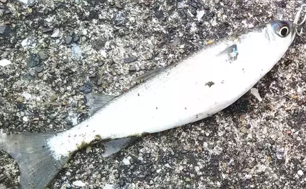 「今さら聞けないシーバスゲームのキホン　代表的な「ベイト（エサ）」4選」の画像