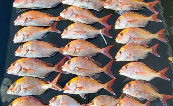 愛知 三重 オフショアルアー最新釣果 タイラバでマダイ数釣り好機 21年12月4日 エキサイトニュース