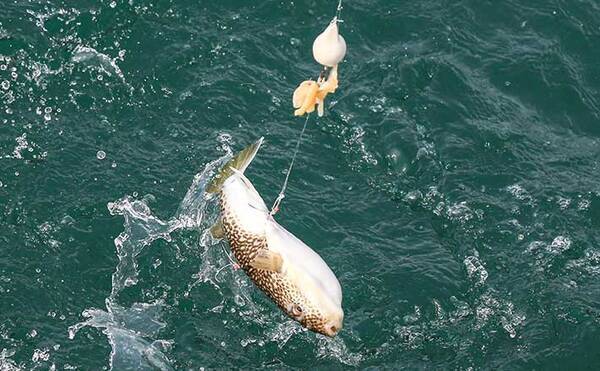 フグ釣り好機到来 関東エリアのタックル エサ 釣り方を解説 21年12月15日 エキサイトニュース