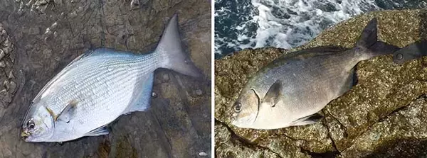 「ブッコミ＆カゴ釣り「リアル二刀流」で好釣　まさかの夏魚シブダイも登場」の画像