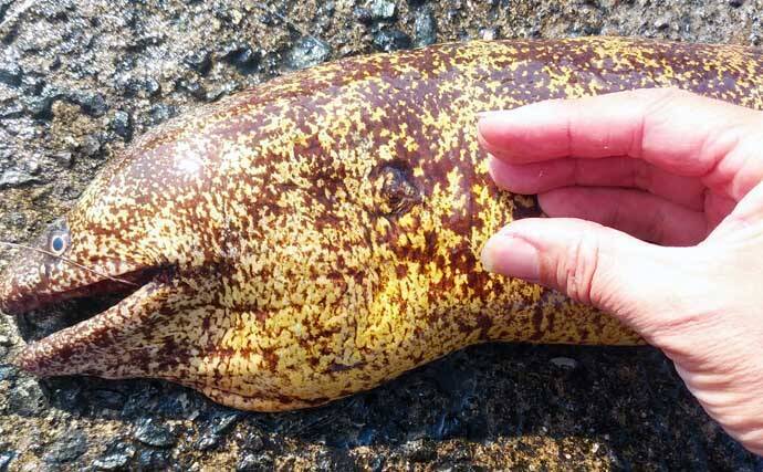 ゲスト魚レシピ：「ウツボ」の唐揚げ　女子向けの理由はコラーゲン？