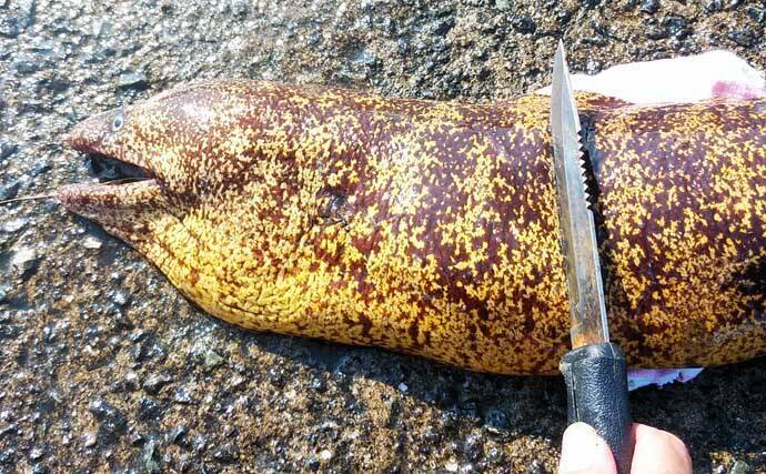 ゲスト魚レシピ：「ウツボ」の唐揚げ　女子向けの理由はコラーゲン？