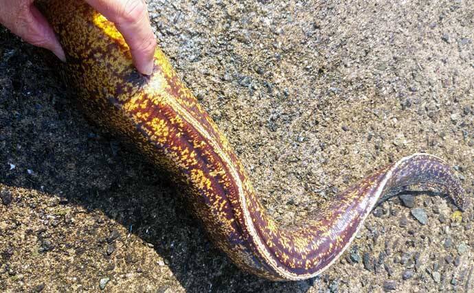 ゲスト魚レシピ：「ウツボ」の唐揚げ　女子向けの理由はコラーゲン？