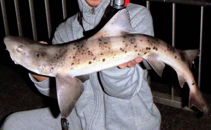 冬の東京湾で陸っぱり 怪魚 釣りのススメ 実は簡単な ベイシャーク 狙い 21年12月10日 エキサイトニュース