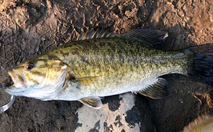 都会の大河川 多摩川 で釣りを楽しもう 狙える魚種と釣り方を解説 21年12月10日 エキサイトニュース 2 3