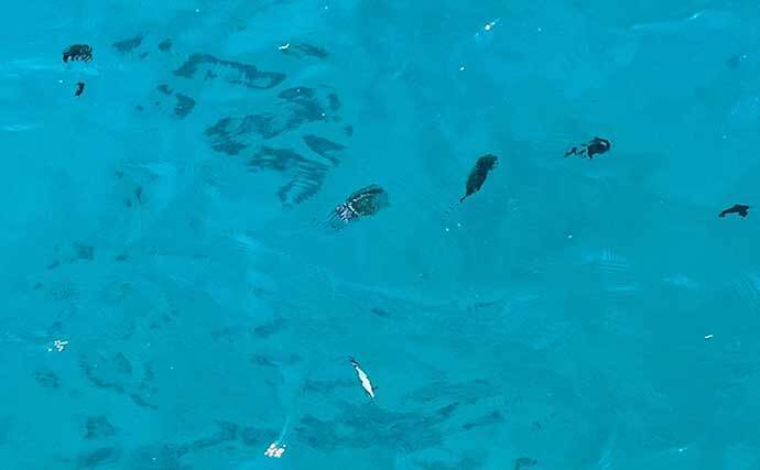 沖縄離島 伊是名島 でアオリイカエギング ヒットレンジ意識し連発 21年12月10日 エキサイトニュース 2 2