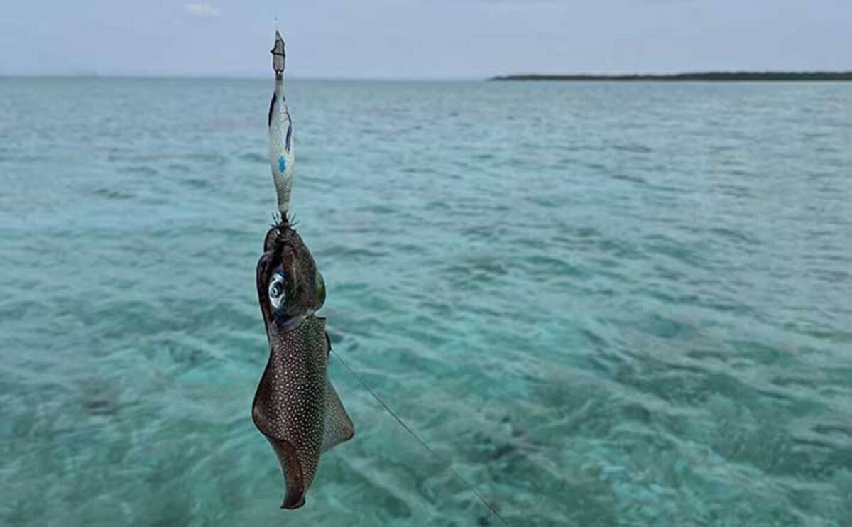 沖縄離島 伊是名島 でアオリイカエギング ヒットレンジ意識し連発 21年12月10日 エキサイトニュース