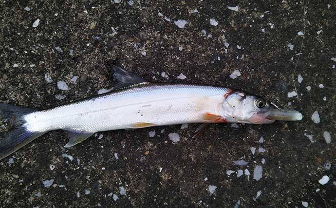 シーバス釣りで登場する愉快なゲスト達7選　本命釣れない時の癒しにも？