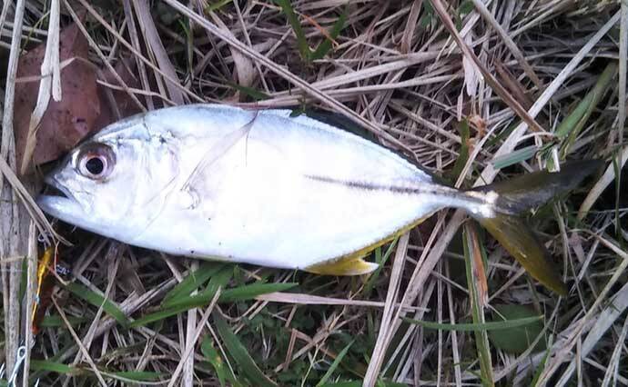 シーバス釣りで登場する愉快なゲスト達7選　本命釣れない時の癒しにも？