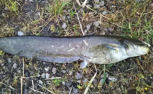 「シーバス釣りで登場する愉快なゲスト達7選　本命釣れない時の癒しにも？」の画像