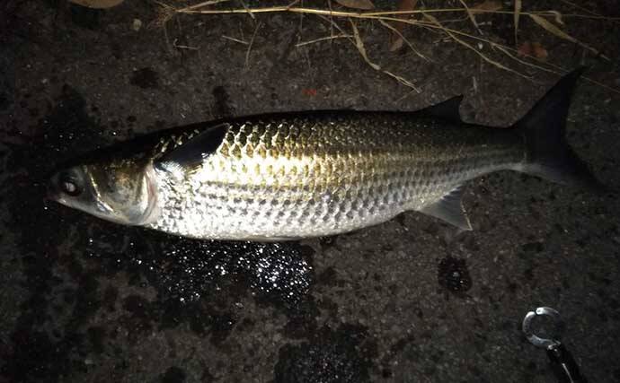 シーバス釣りで登場する愉快なゲスト達7選　本命釣れない時の癒しにも？