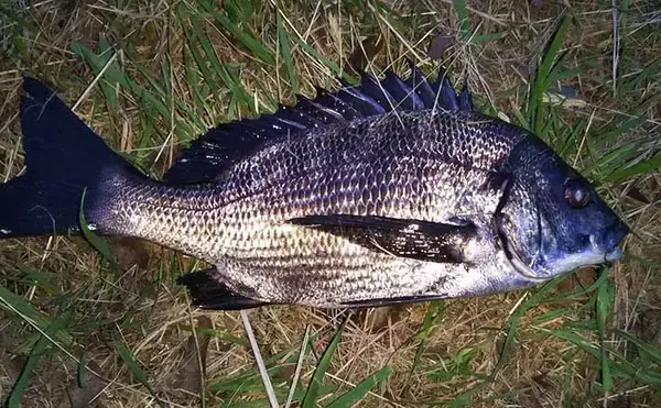 シーバス釣りで登場する愉快なゲスト達7選　本命釣れない時の癒しにも？