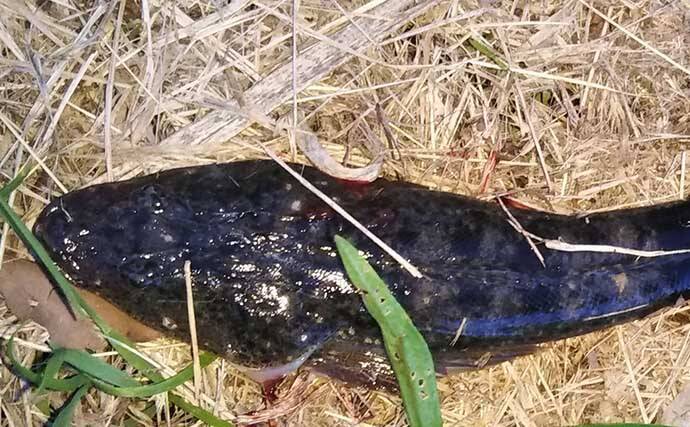 シーバス釣りで登場する愉快なゲスト達7選　本命釣れない時の癒しにも？