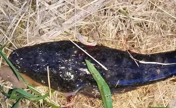 「シーバス釣りで登場する愉快なゲスト達7選　本命釣れない時の癒しにも？」の画像