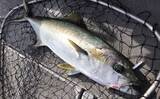 「釣り人的「食品ロス」削減レシピ　ヒラマサの【胃袋】の酢の物」の画像2