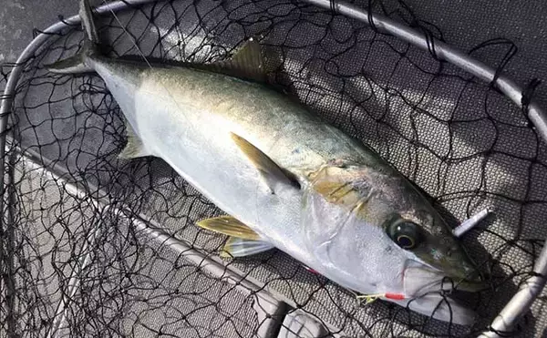 「釣り人的「食品ロス」削減レシピ　ヒラマサの【胃袋】の酢の物」の画像