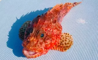 堤防アナゴ釣り入門 生態 時期 仕掛け エサ 釣り方を解説 22年2月6日 エキサイトニュース