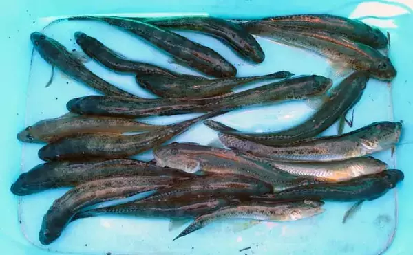 「岸壁チョイ投げハゼ釣りで18cm頭に型揃い本命21尾　ミオ筋狙いが奏功」の画像