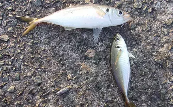 「沖堤防での投げサビキ釣りで大サバ＆良型アジ共演　遠投が的中？」の画像