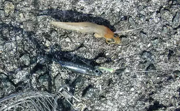 「沖堤防での投げサビキ釣りで大サバ＆良型アジ共演　遠投が的中？」の画像