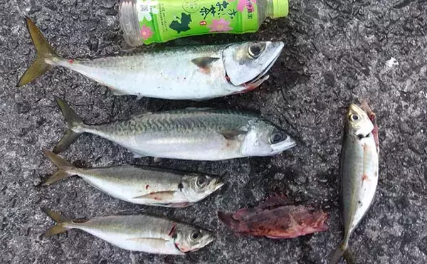 「沖堤防での投げサビキ釣りで大サバ＆良型アジ共演　遠投が的中？」の画像