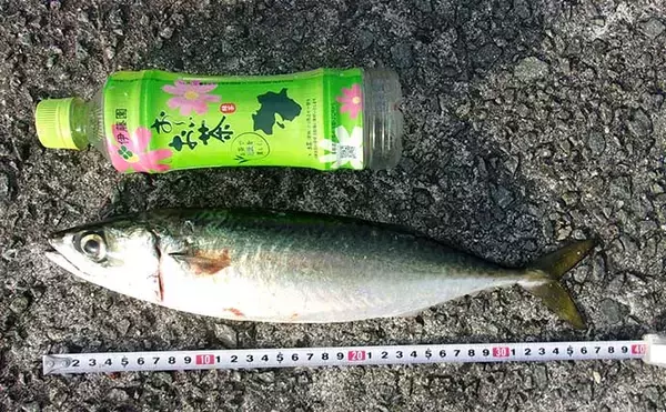 「沖堤防での投げサビキ釣りで大サバ＆良型アジ共演　遠投が的中？」の画像