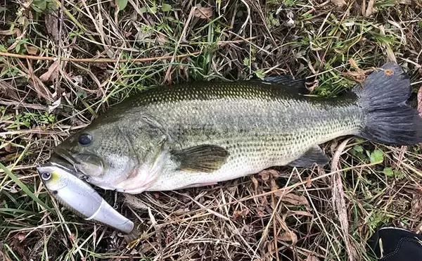 「落ち鮎パターンはブラックバスにも有効　シーバスゲームとの相違点は？」の画像