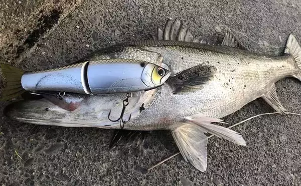 「落ち鮎パターンはブラックバスにも有効　シーバスゲームとの相違点は？」の画像