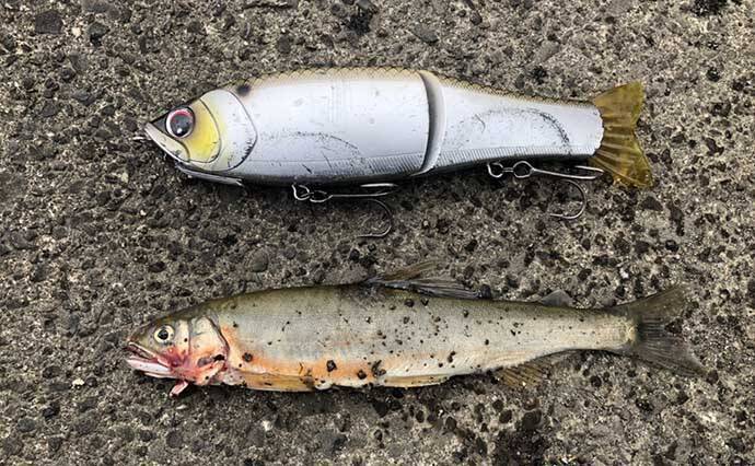 落ち鮎パターンはブラックバスにも有効　シーバスゲームとの相違点は？