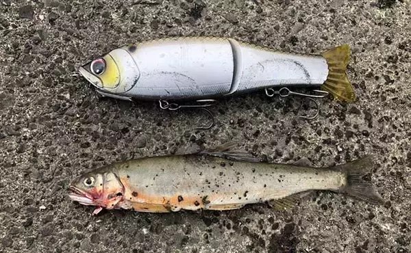 「落ち鮎パターンはブラックバスにも有効　シーバスゲームとの相違点は？」の画像