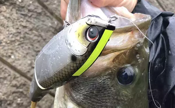 落ち鮎パターンはブラックバスにも有効　シーバスゲームとの相違点は？