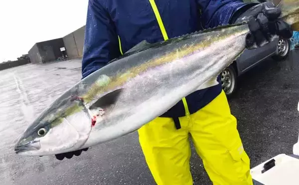 「【寒ブリ釣りシーズン開幕】　ジギングで10kgオーバー頭に船中連発」の画像
