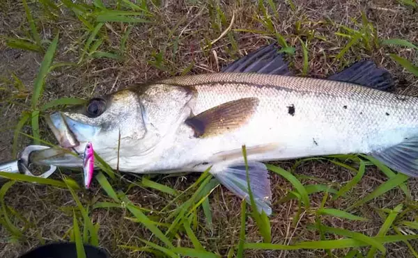 「【1000円以下のおすすめシーバスルアー3選】　値段と釣果は比例しない？」の画像