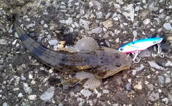 「【1000円以下のおすすめシーバスルアー3選】　値段と釣果は比例しない？」の画像