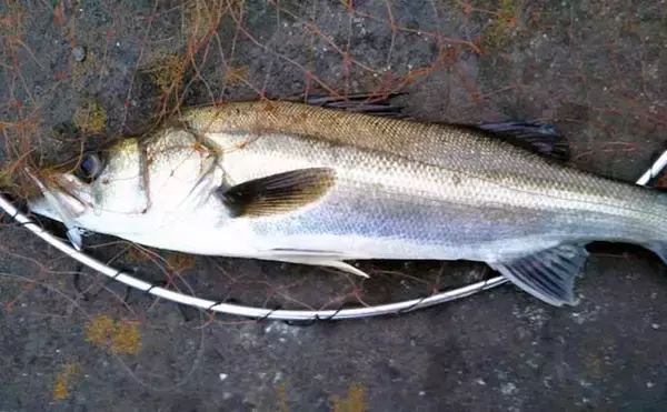 「【1000円以下のおすすめシーバスルアー3選】　値段と釣果は比例しない？」の画像