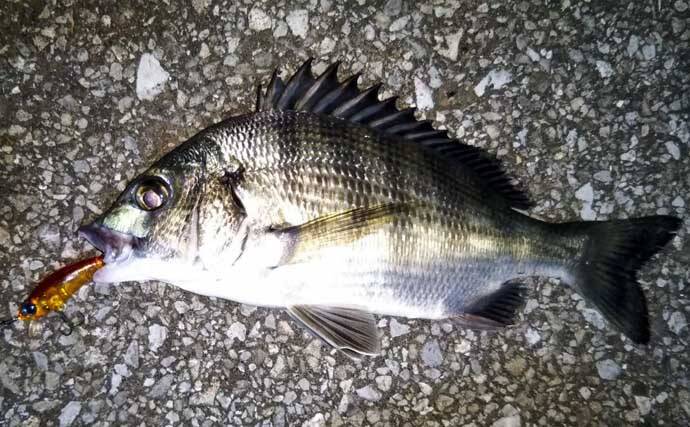 【1000円以下のおすすめシーバスルアー3選】　値段と釣果は比例しない？