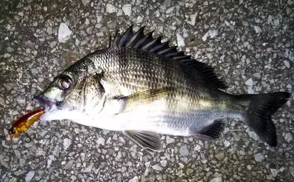 「【1000円以下のおすすめシーバスルアー3選】　値段と釣果は比例しない？」の画像