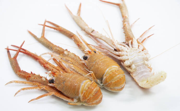 おせち料理のエビは腰が曲がってる程縁起が良い　深海エビがオススメ？